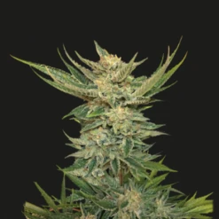 Vodka Lemon - Feminised - Kalashnikov Seeds