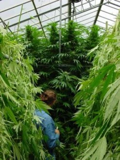 Walkabout - 15PACK - Regular - Mr. Nice Seedbank 8 Walkabout - 15PACK - Regular - Mr. Nice Seedbank -Uitgelichte Plantenzaadwinkel walkabout mrnice 1