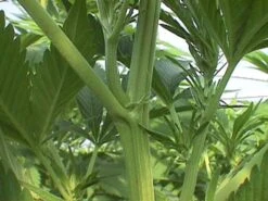 Walkabout - 15PACK - Regular - Mr. Nice Seedbank