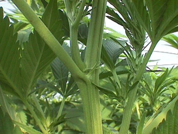 Walkabout - 15PACK - Regular - Mr. Nice Seedbank 3 Walkabout - 15PACK - Regular - Mr. Nice Seedbank