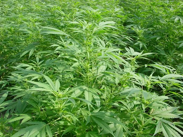 Walkabout - 15PACK - Regular - Mr. Nice Seedbank 4 Walkabout - 15PACK - Regular - Mr. Nice Seedbank - Afbeelding 2