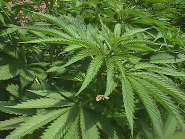 Walkabout - 15PACK - Regular - Mr. Nice Seedbank 6 Walkabout - 15PACK - Regular - Mr. Nice Seedbank - Afbeelding 4