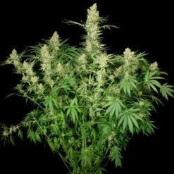Wappa - Feminised - Paradise Seeds -Uitgelichte Plantenzaadwinkel wappa 3