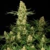 Wappa - Feminised - Paradise Seeds