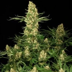 Wappa - Feminised - Paradise Seeds