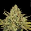 Warlock - Feminised - Serious Seeds -Uitgelichte Plantenzaadwinkel warlock ripe 003 by gbi 2011 1