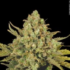 Warlock - Feminised - Serious Seeds