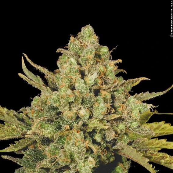 Warlock - Feminised - Serious Seeds 3 Warlock - Feminised - Serious Seeds