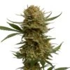 Chunky Cookies - 5-pack - Feminised - Amsterdam Genetics 1 Chunky Cookies - 5-pack - Feminised - Amsterdam Genetics -Uitgelichte Plantenzaadwinkel web chunky cookies cannabis plant amsterdam genetics