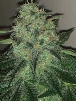 Wedding Cake - 5-pack - Pure Instinto Seeds -Uitgelichte Plantenzaadwinkel wedding cake 2