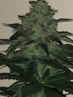 Wedding Cake - 5-pack - Pure Instinto Seeds -Uitgelichte Plantenzaadwinkel wedding cake 5