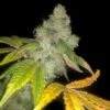 Auto Wedding Cake - 5pack - Feminised - Pheno Finder Seeds -Uitgelichte Plantenzaadwinkel wedding cake auto 1