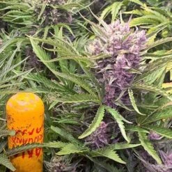 Wedding Cake Auto - Barney's Farm