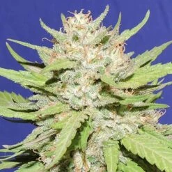 Wedding Cake - 5-pack - Original Sensible Seeds
