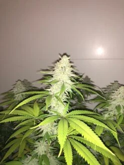 Simple Wedding Cake - 5PACK - Feminised - Pheno Finder Seeds -Uitgelichte Plantenzaadwinkel wedding cake s1 b
