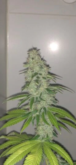Simple Wedding Cake - 5PACK - Feminised - Pheno Finder Seeds -Uitgelichte Plantenzaadwinkel wedding cake s1 c