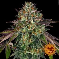 Wedding Cake - 5-pack - Feminised - Barney's Farm