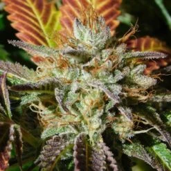 Wedding Cookies - 5-pack - Feminised - Original Sensible Seeds