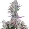 Wedding Glue Auto - 5-pack - Feminised - Fast Buds Seeds