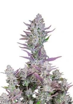 Wedding Glue Auto - 5-pack - Feminised - Fast Buds Seeds
