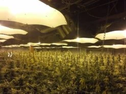 CBD MediHaze - 5PACK - Feminised - CBD Crew -Uitgelichte Plantenzaadwinkel weed field medi haze cbd crew asc