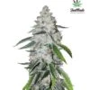 West Coast O.G. Auto - Feminised - Fast Buds Seeds -Uitgelichte Plantenzaadwinkel west coast og 3