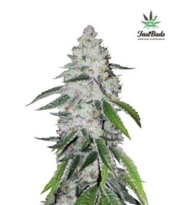 West Coast O.G. Auto - Feminised - Fast Buds Seeds