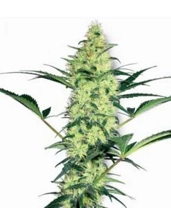 White Diesel 5PACK - Feminised - White Label