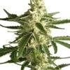 White Diesel Haze Automatic - Feminised - White Label -Uitgelichte Plantenzaadwinkel white diesel haze automatic whitelabel asc
