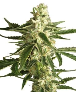 White Diesel Haze Automatic - Feminised - White Label