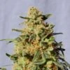 White Domina - 5PACK - Feminised - Kannabia Seeds 2 White Domina - 5PACK - Feminised - Kannabia Seeds -Uitgelichte Plantenzaadwinkel white domina