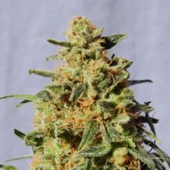 White Domina - 5PACK - Feminised - Kannabia Seeds
