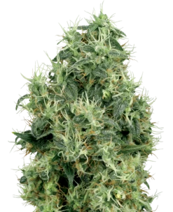 White Gold - 10-pack - Feminised - White Label