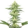 White Gorilla Haze - Feminised - White Label -Uitgelichte Plantenzaadwinkel white gorilla haze xl white label