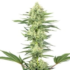 White Gorilla Haze - Feminised - White Label