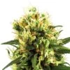 White Haze Automatic - Feminised - White Label -Uitgelichte Plantenzaadwinkel white haze autoflowering xl