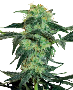 White Ice - Regular - 10pack - Feminised - White Label