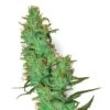 White Label Jack Herer - Regular - White Label -Uitgelichte Plantenzaadwinkel white label jack herer xl