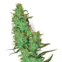 White Label Jack Herer - Regular - White Label