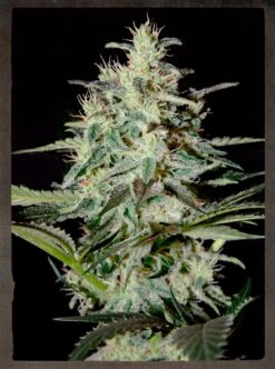 White Lemon - 5PACK - Feminised - Strain Hunters