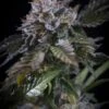 White Noise - Feminised - Paradise Seeds -Uitgelichte Plantenzaadwinkel white noise paradise seeds bud