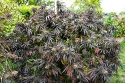 White Runtz Fast Flowering - Humboldt Seeds