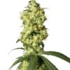 White Widow Automatic - Feminised - White Label -Uitgelichte Plantenzaadwinkel white widow automatic xl
