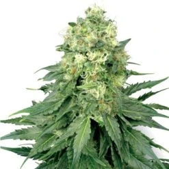 White Widow - Feminised - White Label