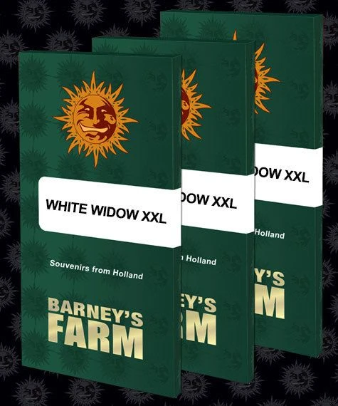 White Widow XXL - Feminised - Barney's Farm 3 White Widow XXL - Feminised - Barney's Farm