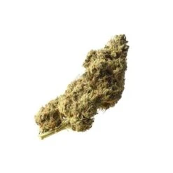 White Choco Haze - 5PACK - Feminised - Amsterdam Genetics
