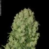 White Russian - 6 Pack - Feminised - Serious Seeds -Uitgelichte Plantenzaadwinkel white russian bud by jensi skunk1 2 1