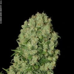 White Russian - 11 Pack - Regular - Serious Seeds