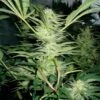White Widow - Feminised - MedicalSeeds -Uitgelichte Plantenzaadwinkel white widow