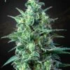 White Widow Auto CBD - 5PACK - Feminised - Green House 2 White Widow Auto CBD - 5PACK - Feminised - Green House -Uitgelichte Plantenzaadwinkel white widow auto cbd greenhouse seeds